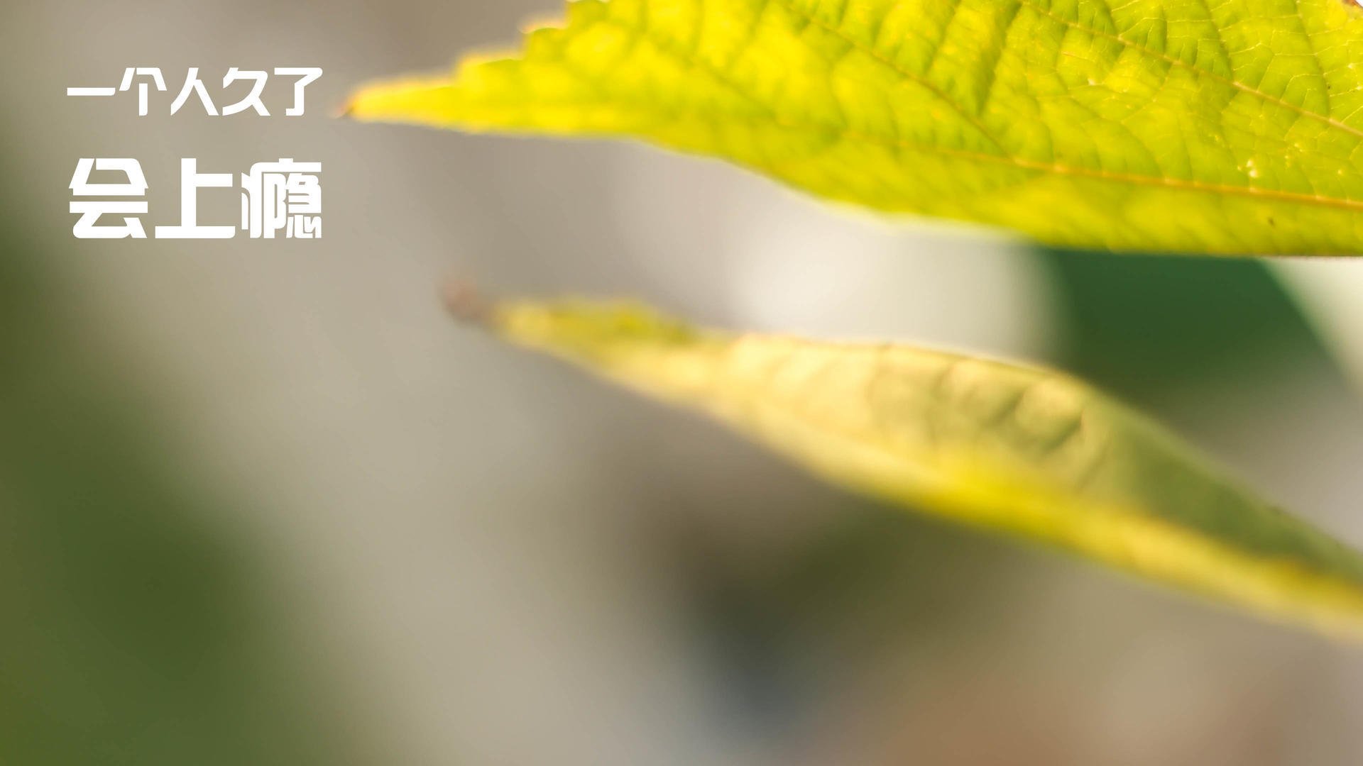 掌控者与终结者，拉梅洛的节奏魔法与灰熊的绝杀艺术